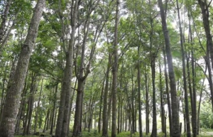 Video: Sustainable establishment and management of Mahogany woodlots on Niue Island